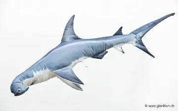The Great Hammerhead Shark – NEW