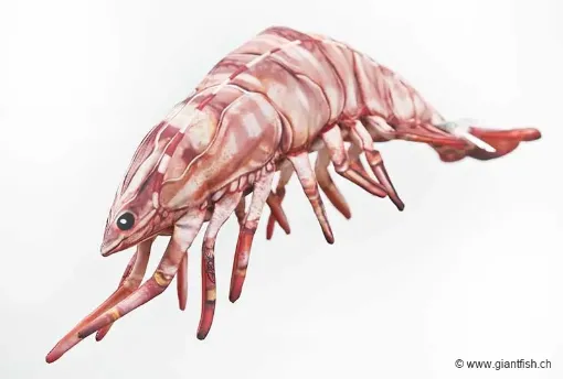 The Tiger Prawn – NEW