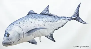 The Giant Trevally