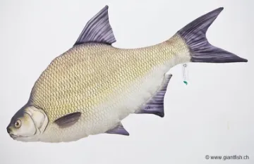 The Common Bream – NEW