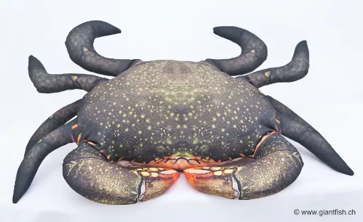 The Mud Crab