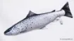 The Smolt Sea Trout
