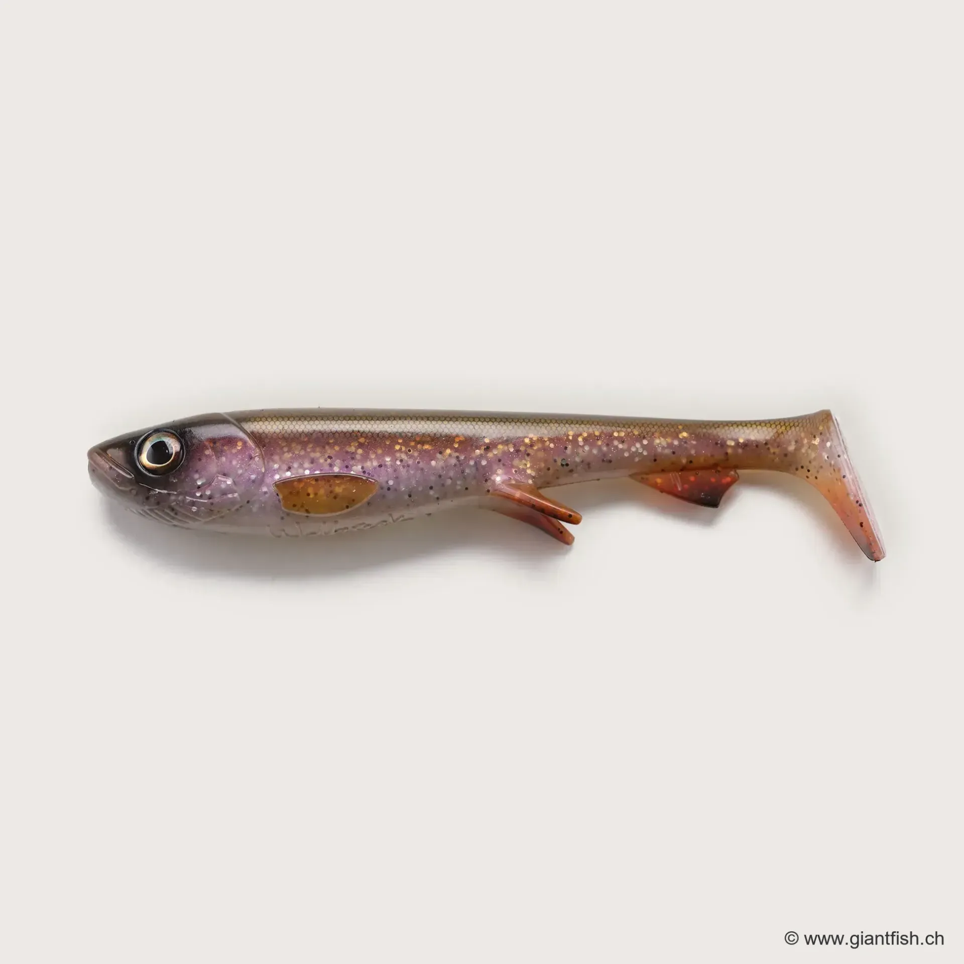 (C019) - Rainbow Trout