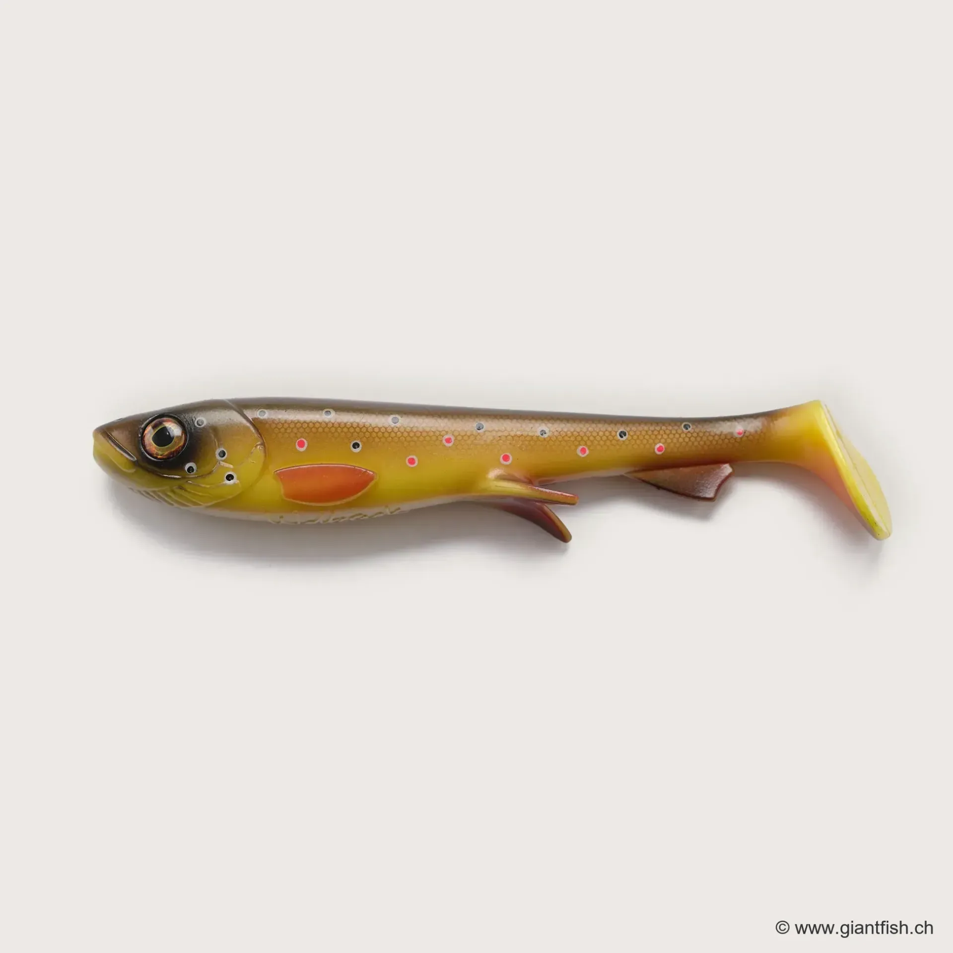 (C024) - Brown Trout