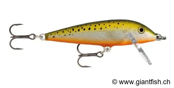 Redfin Spotted Minnow / CD05 (RFSM)