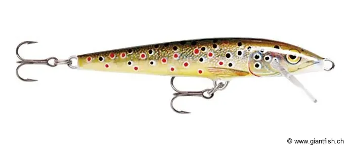 Brown Trout (TR)