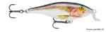 Shad (SD)