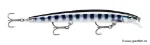 Baby Cuda (BCD)