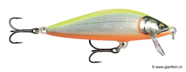 Glided Chartreuse Orange Belly (GDCO)
