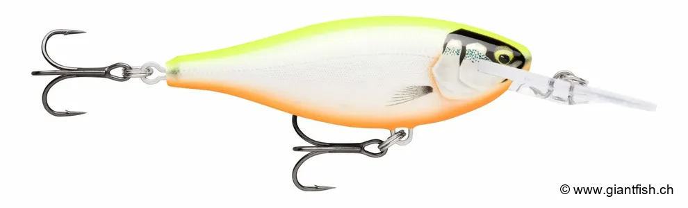 Glided Chartreuse Orange Belly (GDCO)