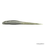 Avocado Silver Pearl
