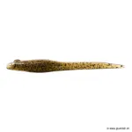 Dark Melon Pepper