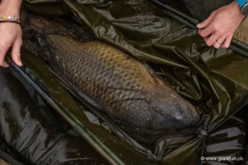 Sac de Pesée Korda Basix Weigh Sling