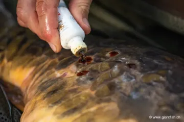 Soin Désinfectant Korda Propolis Carp Treatment