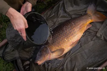 Seau Korda Compac Water Bucket