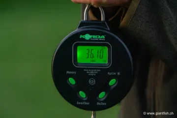 Peson Korda Digital Scale 60 kg