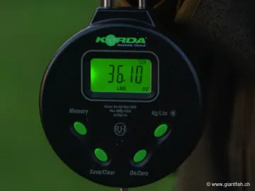 Peson Korda Digital Scale 60 kg