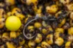Bild von Fluorocarbon-Vorfach Korda Boom - 15 m