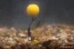 Immagine di Plomb pour Emerillon Korda Dark Matter Balancing Weights