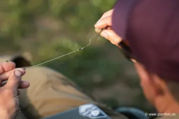 Bas de Ligne Monté Korda Loop Rigs Klor 2