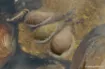 Picture of Korda Textured Square Pear Swivel Lead