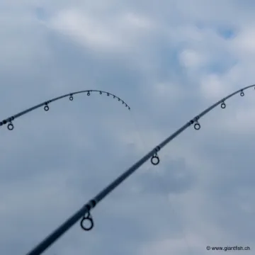 Scion Guru A-Class Distance Quiver