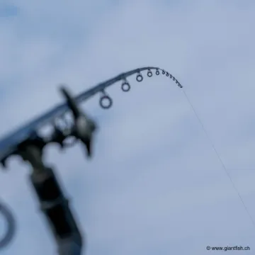 Scion Guru A-Class Distance Quiver