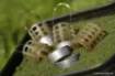 Immagine di Peso Feeder Guru X-Change Weights Bait Up - 40 & 50 g - per 2