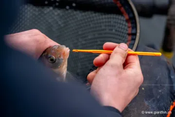 Dégorgeoir Guru Disgorger