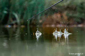 Flotteur à Oeillet Guru Bobbie Float Carbon