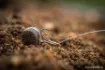 Immagine di Amo All'Occhiello Guru LWG Feeder Special Barbed