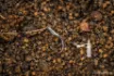 Immagine di Amo All'Occhiello Guru LWG Feeder Special Barbed