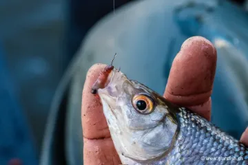 Hameçon Guru Kuranku Barbed Spade End