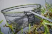 Picture of Guru Dual 600 Specimen Net Head