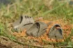 Image de Feeder Guru Mini Pellet