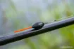 Picture of Floater with Eyelet Guru Skimmer Carbon