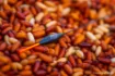 Immagine di Galleggiante ad Occhiello Guru Slim Maggot