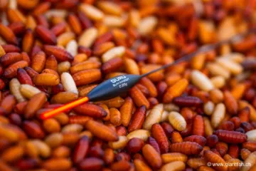 Flotteur à Oeillet Guru Slim Maggot