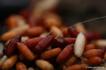 Hameçon Guru Pole Special Hook Spade End Barbed