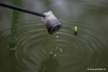 Coupelle Guru Pole Pot