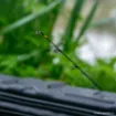 Picture of Guru Aventus Rod Tip