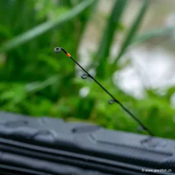 Scion Canne Guru Aventus