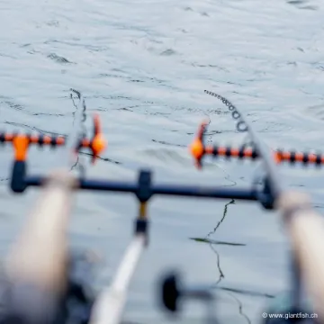 Scion Canne Guru N-Gauge Power Feeder Carbon Quivertip - 1 oz