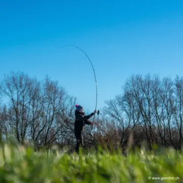 Elément Canne Guru N-Gauge Specimen Dual
