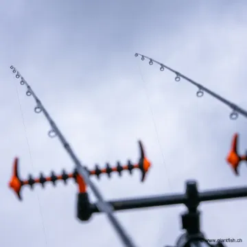 Elément Canne Coup Guru N-Gauge Specimen Barbel