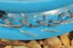 Picture of Hooked Guru Bayonets QM1 Ready Rig 15"