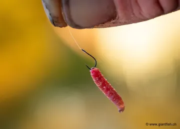 Hameçon Monté Guru Match Special Rig 8"