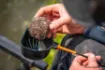 Immagine di Pack Coppette Guru Rapid Release Pole Cups
