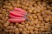 Picture of Guru Super Pellet Waggler Hook Barbless Eyelet Hook