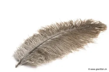 Plume d'Autruche Devaux
